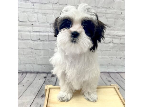 Teddy Bear DOG Female Sable / White 15166 Petland Grove City & Columbus, Ohio