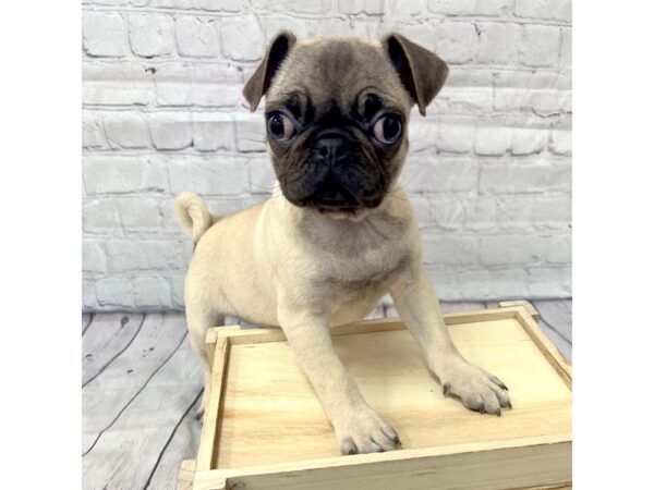 Pug DOG Male Fawn 15168 Petland Grove City & Columbus, Ohio