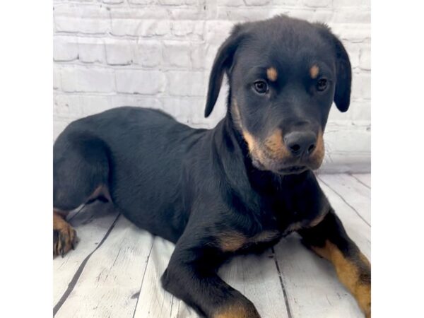 Rottweiler DOG Male Black / Tan 15174 Petland Grove City & Columbus, Ohio