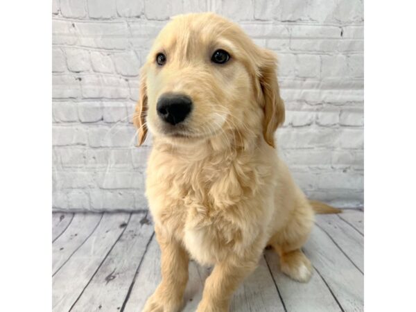 Golden Retriever DOG Male Golden 15189 Petland Grove City & Columbus, Ohio