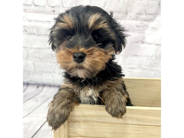 Yorkshire Terrier-DOG-Male--15201-Petland Grove City & Columbus, Ohio