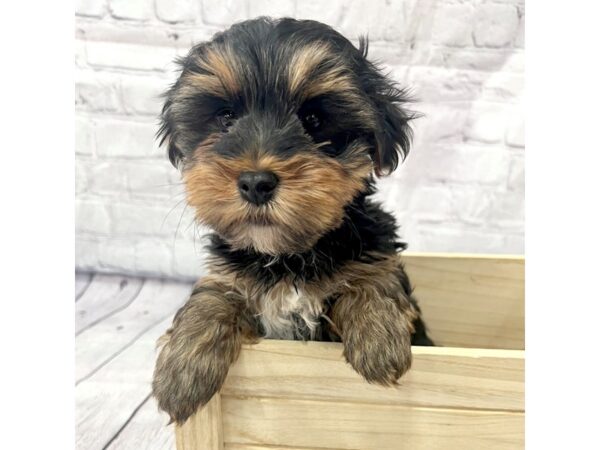 Yorkshire Terrier DOG Male 15201 Petland Grove City & Columbus, Ohio