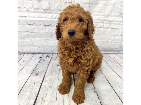 Poodle DOG Male 15200 Petland Grove City & Columbus, Ohio