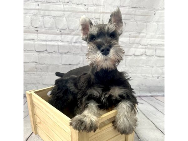 Miniature Schnauzer DOG Male Salt / Pepper 15199 Petland Grove City & Columbus, Ohio