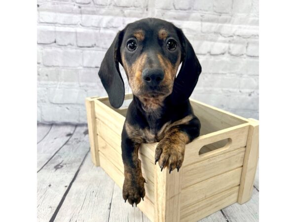 Dachshund DOG Male Black / Tan 15198 Petland Grove City & Columbus, Ohio