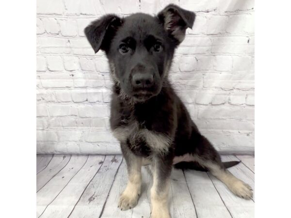 German Shepherd Dog DOG Male Black / Tan 15197 Petland Grove City & Columbus, Ohio