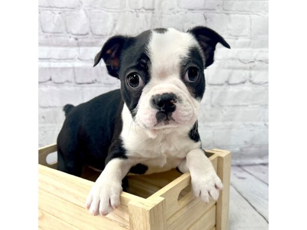 Boston Terrier DOG Female Black / White 15196 Petland Grove City & Columbus, Ohio