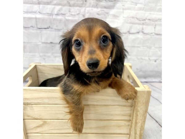 Dachshund DOG Female Wild Boar 15195 Petland Grove City & Columbus, Ohio