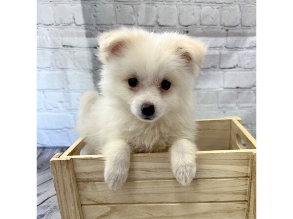 Pomeranian-DOG-Female-White-15211-Petland Grove City & Columbus, Ohio