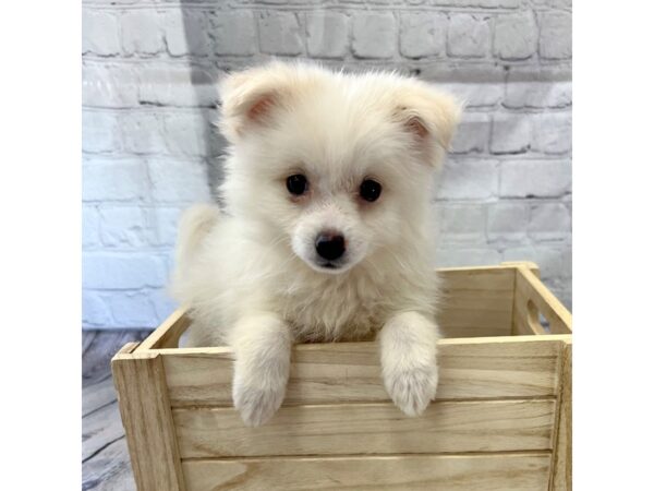 Pomeranian DOG Female White 15211 Petland Grove City & Columbus, Ohio