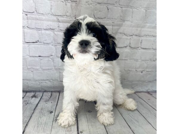 Bernedoodlier Mini DOG Male Tri-Colored 15210 Petland Grove City & Columbus, Ohio