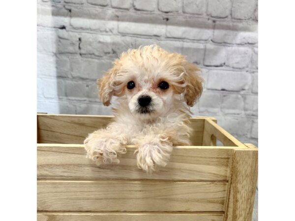 Poodle-DOG-Male-Apricot-15208-Petland Grove City & Columbus, Ohio