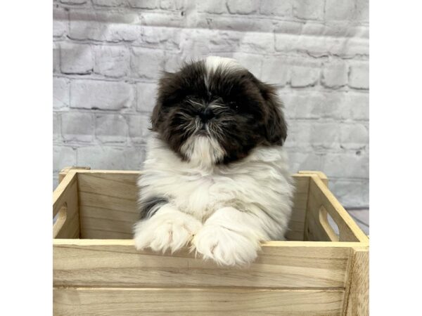 Shih Tzu DOG Female Blue / White 15207 Petland Grove City & Columbus, Ohio