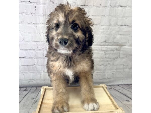 Aussiepoo DOG Male Sable 15205 Petland Grove City & Columbus, Ohio