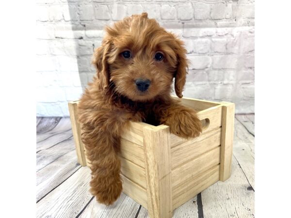 Goldendoodle Mini-DOG-Female-Red-15204-Petland Grove City & Columbus, Ohio