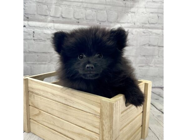 Pomeranian DOG Male Black 15203 Petland Grove City & Columbus, Ohio