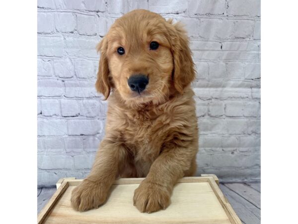 Golden Retriever-DOG-Male-Golden-15202-Petland Grove City & Columbus, Ohio