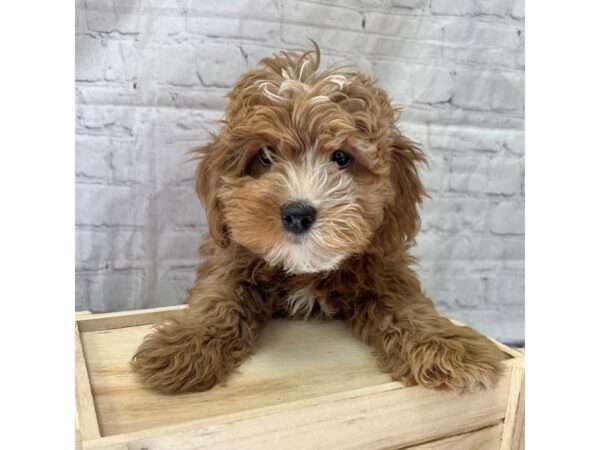 Goldendoodle 2nd Gen DOG Male Red 15194 Petland Grove City & Columbus, Ohio