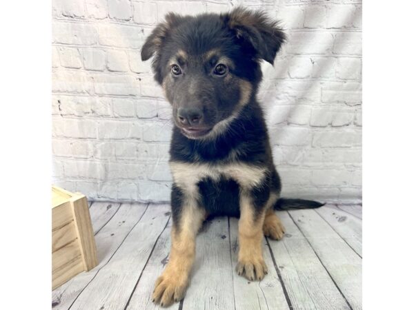 German Shepherd Dog-DOG-Female-Black / Tan-15206-Petland Grove City & Columbus, Ohio