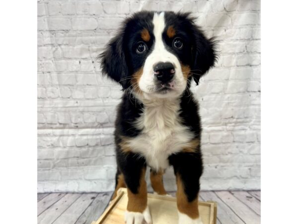 Bernese Mountain Dog DOG Male 15215 Petland Grove City & Columbus, Ohio