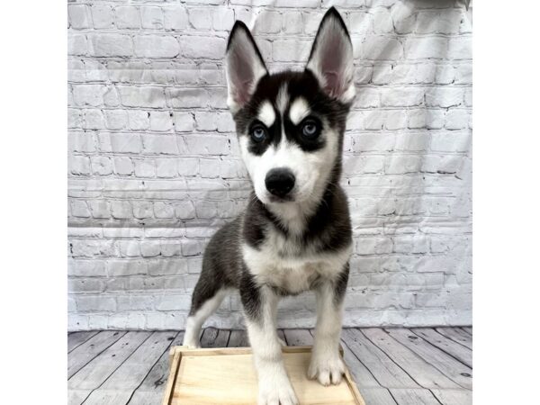 Siberian Husky DOG Female Black / White 15214 Petland Grove City & Columbus, Ohio