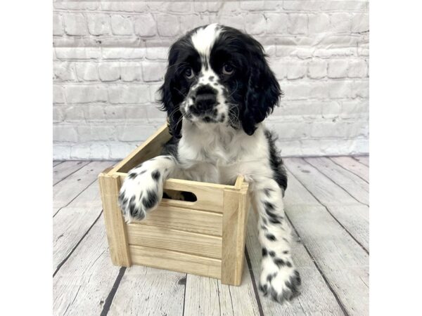 Cocker Spaniel DOG Male Black / White 15213 Petland Grove City & Columbus, Ohio