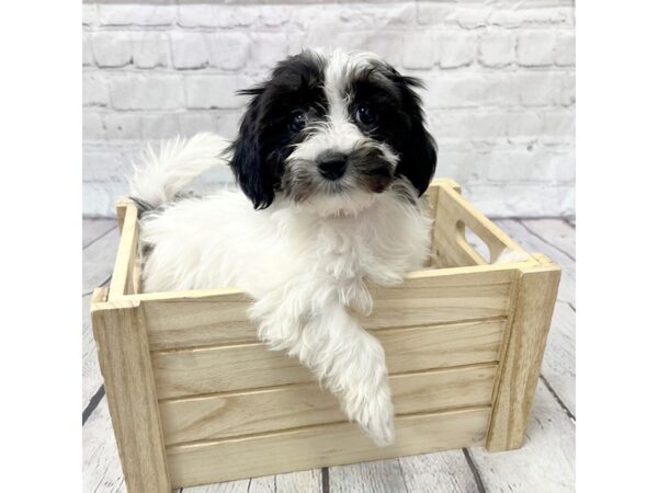 Teddy Bear-DOG-Female-Black / White-15212-Petland Grove City & Columbus, Ohio