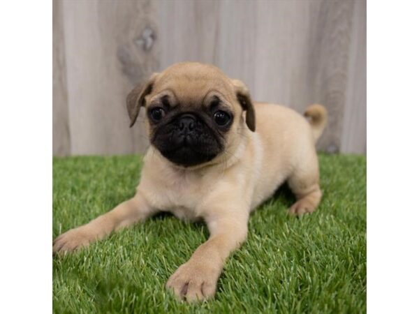 Pug DOG Female Fawn 15216 Petland Grove City & Columbus, Ohio