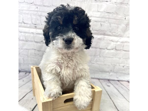 Cock A Poo-DOG-Female-Black / White-15226-Petland Grove City & Columbus, Ohio