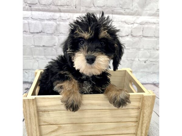 Schnoodle DOG Female Black / Tan 15223 Petland Grove City & Columbus, Ohio