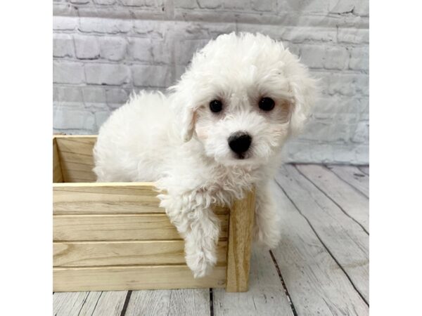 Bichon Frise DOG Male White 15222 Petland Grove City & Columbus, Ohio