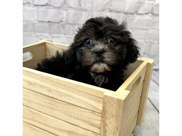 ShizaPoo DOG Female Black 15221 Petland Grove City & Columbus, Ohio