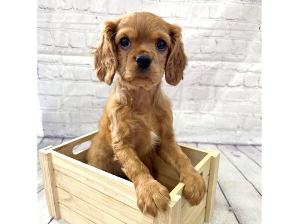 Cavalier King Charles Spaniel DOG Female Blenheim 15220 Petland Grove City & Columbus, Ohio