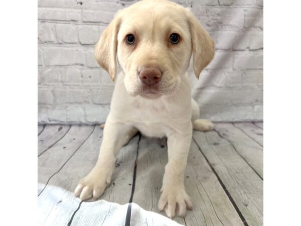 Labrador Retriever-DOG-Female-Yellow-15218-Petland Grove City & Columbus, Ohio