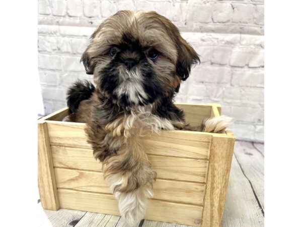 Shih Tzu-DOG-Female-Gold-15217-Petland Grove City & Columbus, Ohio