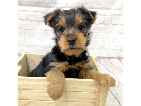 Yorkshire Terrier DOG Male BLK TAN 15227 Petland Grove City & Columbus, Ohio