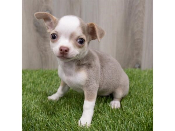 Chihuahua DOG Female Blue Fawn 15232 Petland Grove City & Columbus, Ohio