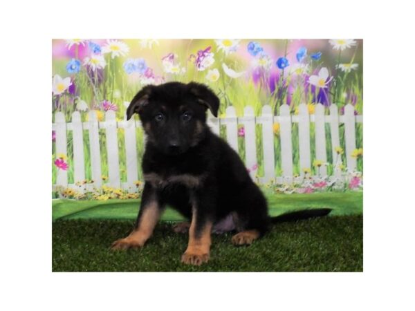 German Shepherd Dog DOG Male Black / Tan 15234 Petland Grove City & Columbus, Ohio