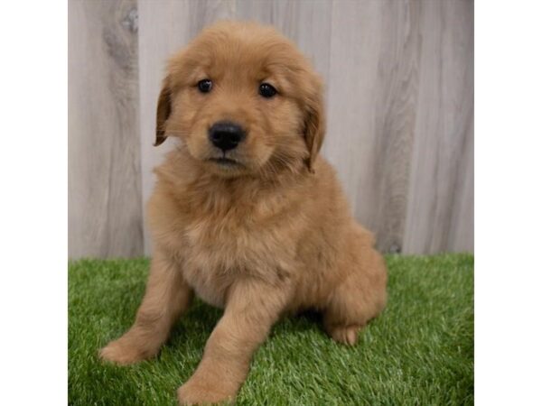 Golden Retriever-DOG-Female-Golden-15236-Petland Grove City & Columbus, Ohio