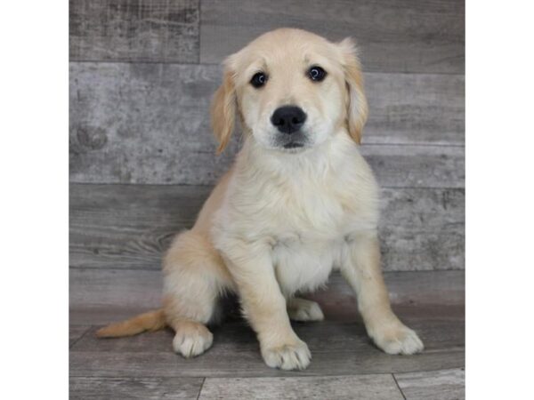 Golden Retriever DOG Female Golden 15242 Petland Grove City & Columbus, Ohio