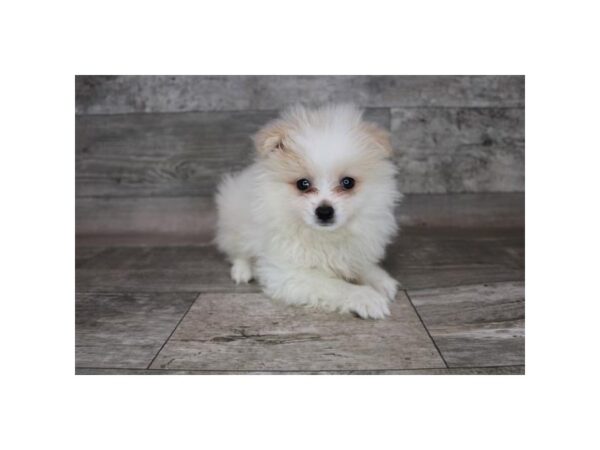 Pomeranian-DOG-Male-Orange-15243-Petland Grove City & Columbus, Ohio