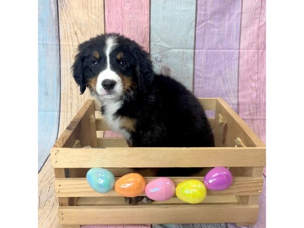 Bernese Mountain Dog DOG Female Tri 15267 Petland Grove City & Columbus, Ohio