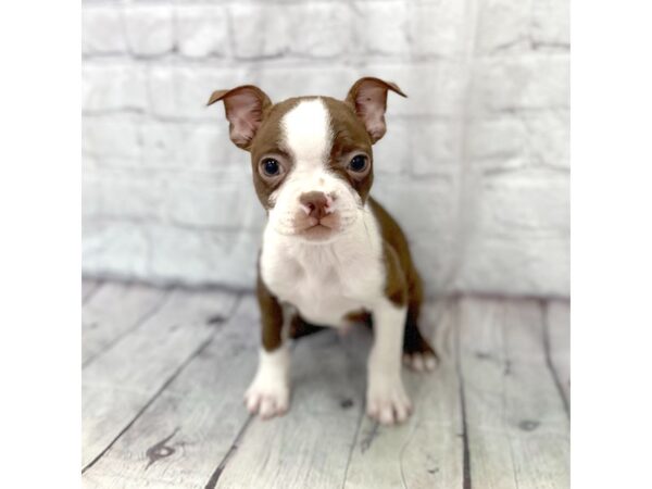 Boston Terrier DOG Male Seal / White 15246 Petland Grove City & Columbus, Ohio