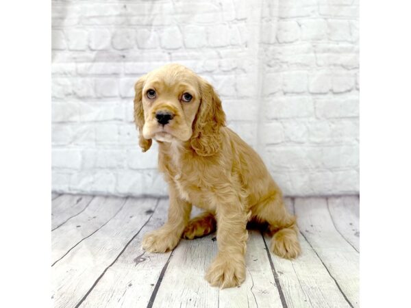 Cocker Spaniel DOG Male Buff 15244 Petland Grove City & Columbus, Ohio