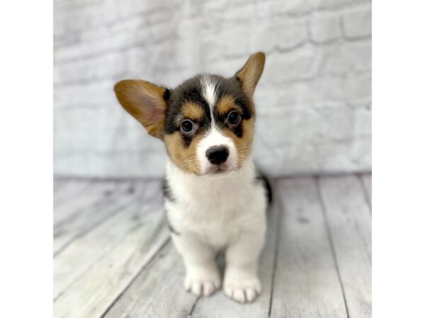 Pembroke Welsh Corgi DOG Male Black White / Tan 15241 Petland Grove City & Columbus, Ohio