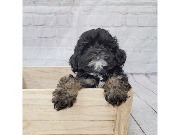 Shih Tzu/Poodle DOG Male Black / Brown 15239 Petland Grove City & Columbus, Ohio