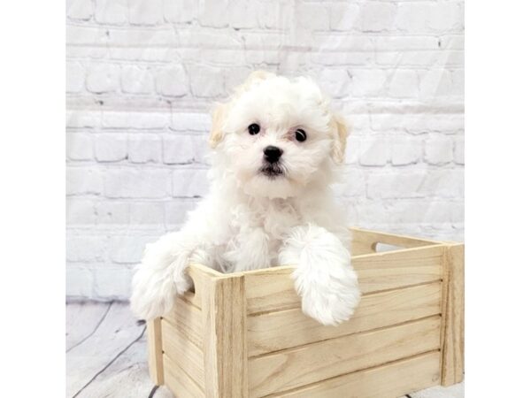 Poo Chon-DOG-Female-tan White-15230-Petland Grove City & Columbus, Ohio