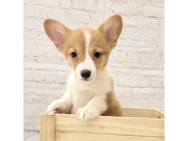 Pembroke Welsh Corgi DOG Female Red 15240 Petland Grove City & Columbus, Ohio