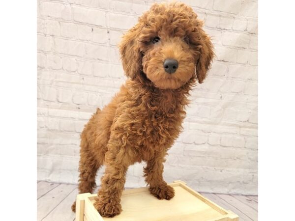 Poodle Standard-DOG-Female-Red-15247-Petland Grove City & Columbus, Ohio