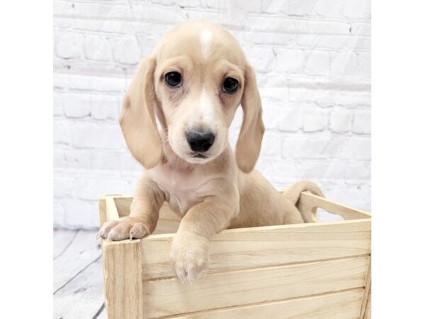 Dachshund-DOG-Male-Cream-15245-Petland Grove City & Columbus, Ohio